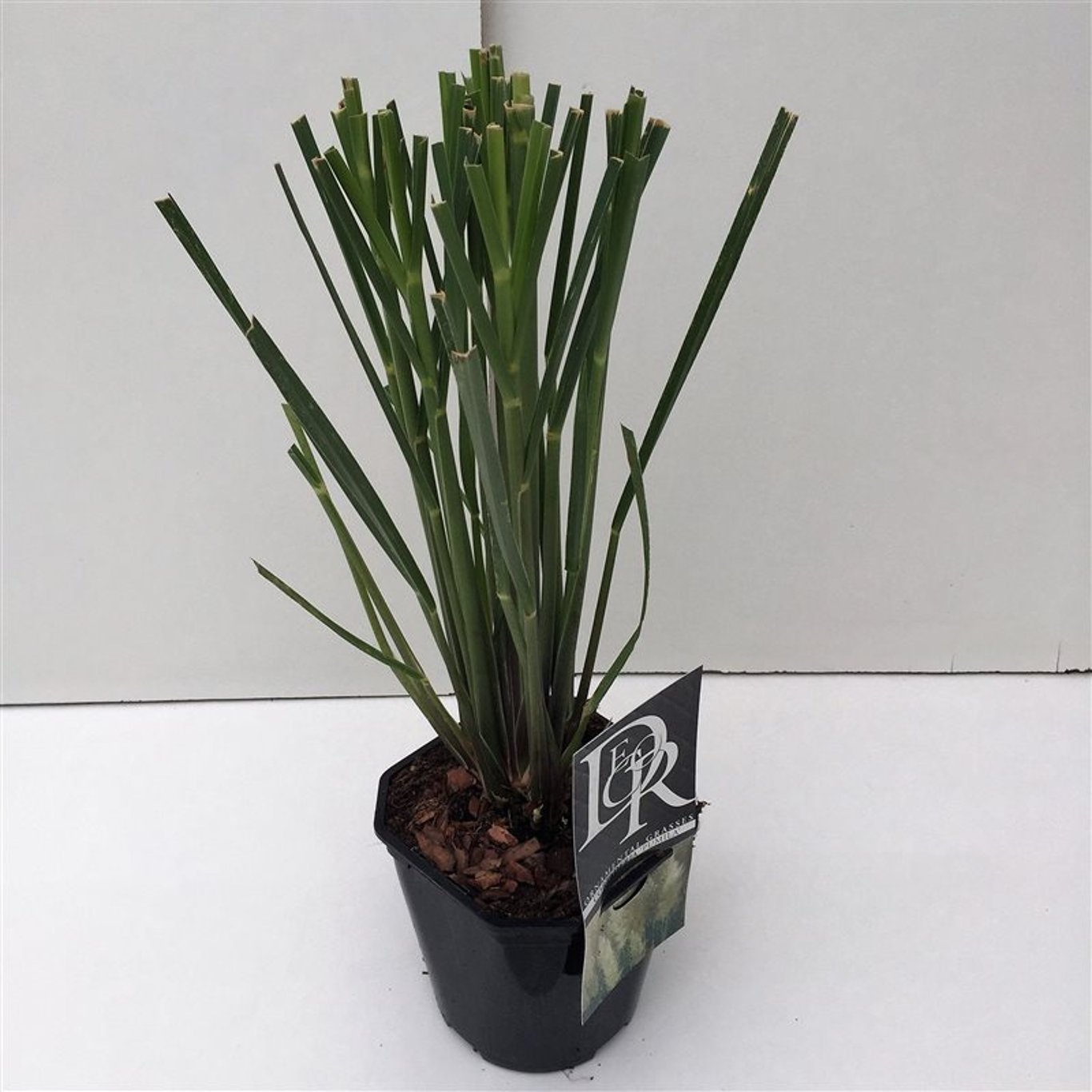 Cortaderia s. 'Pumila' - C2